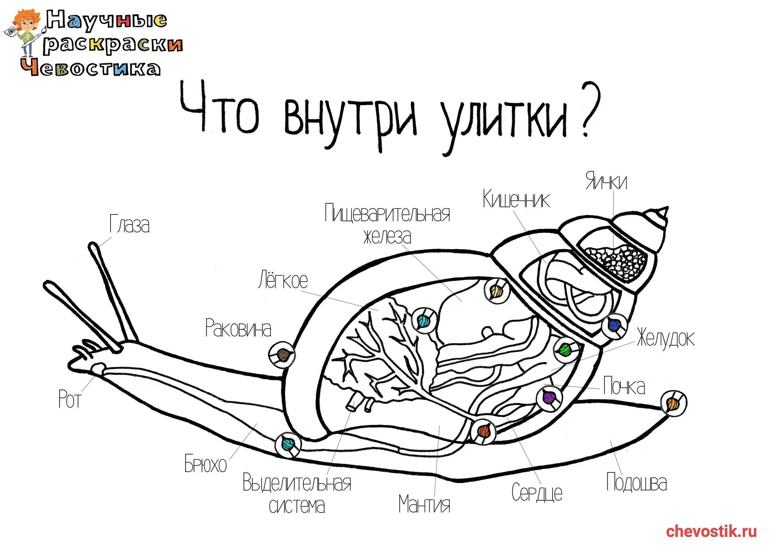 Раскраска гипнотический чевостик