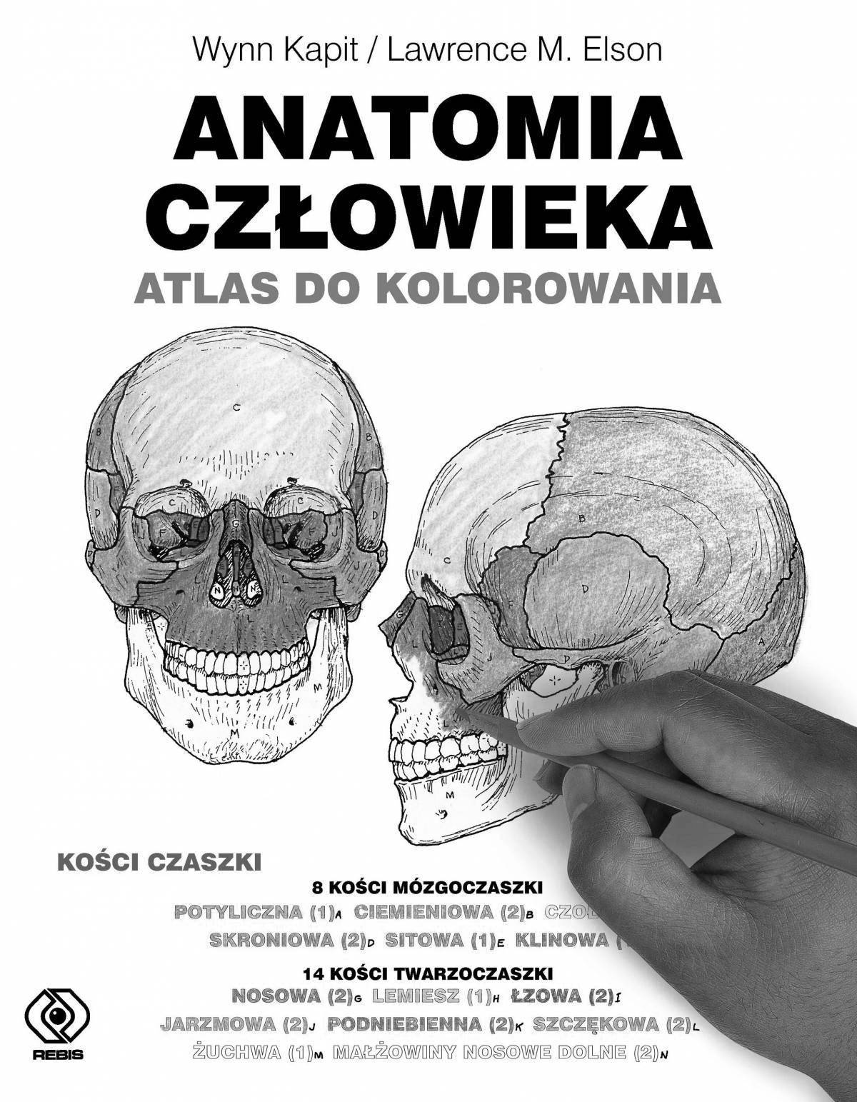 Атлас раскраска. Анатомический атлас человека. Анатомический атлас раскраска. Анатомия раскраска.