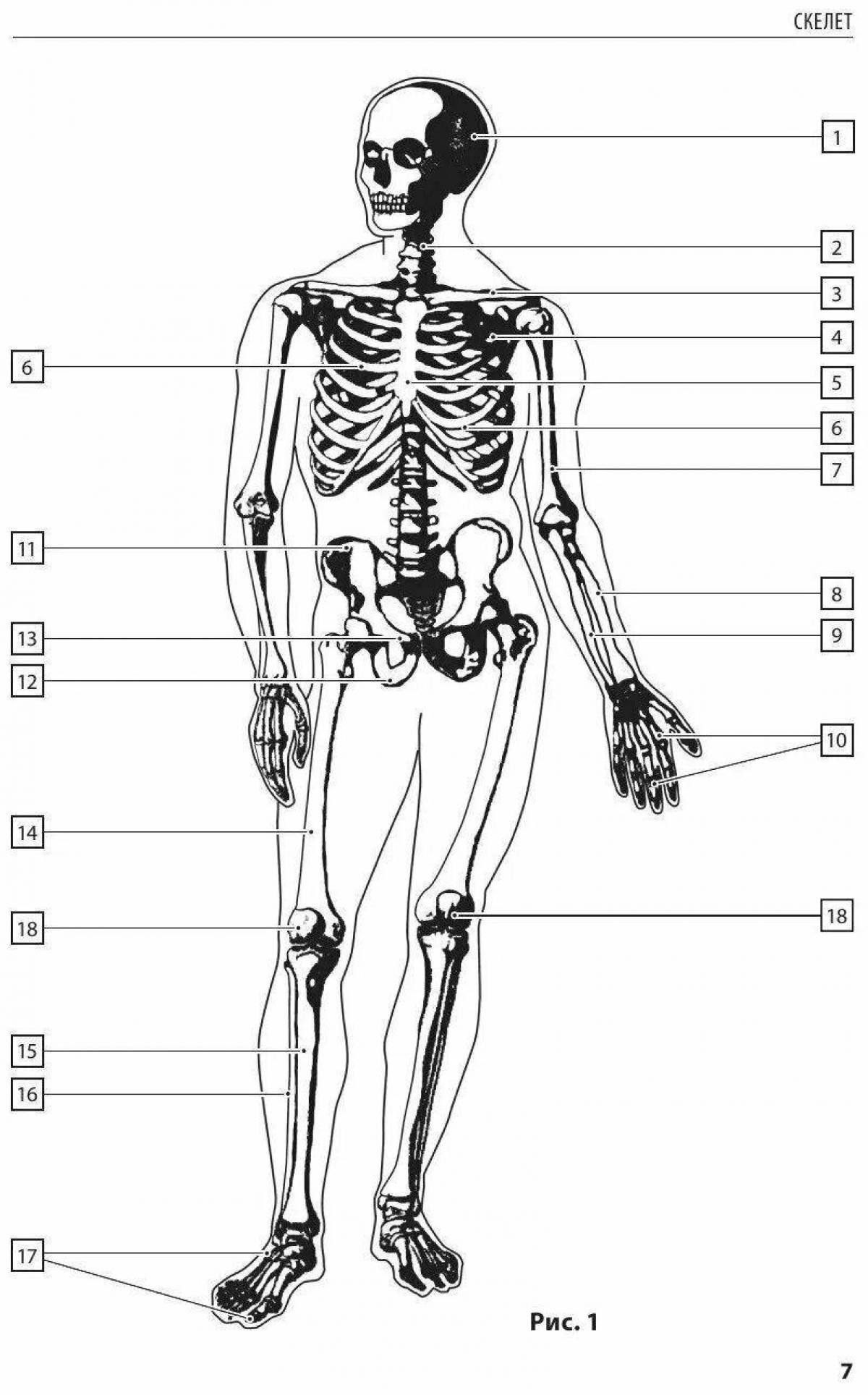 Complex anatomical coloring atlas