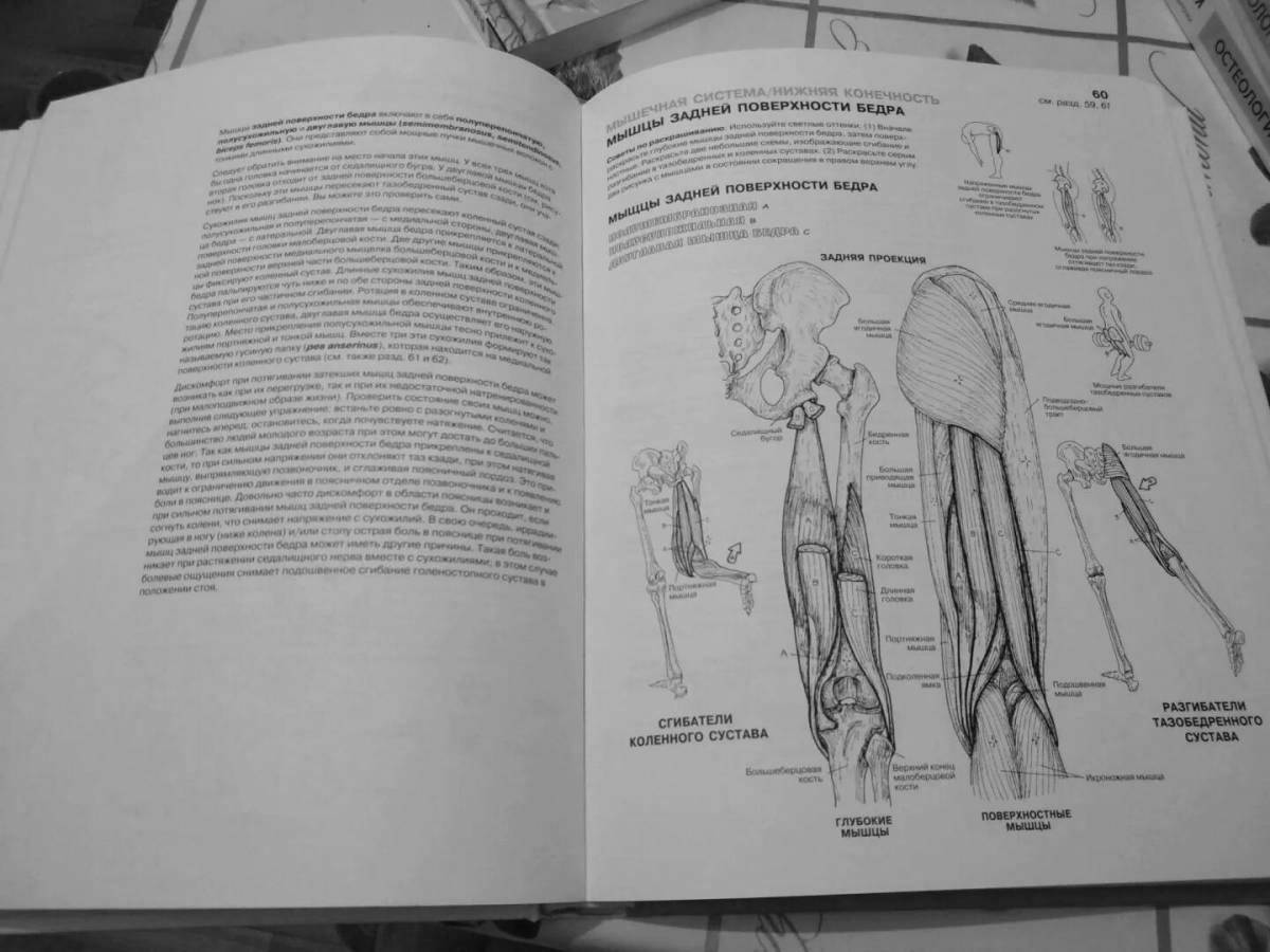 Charming anatomical atlas coloring book