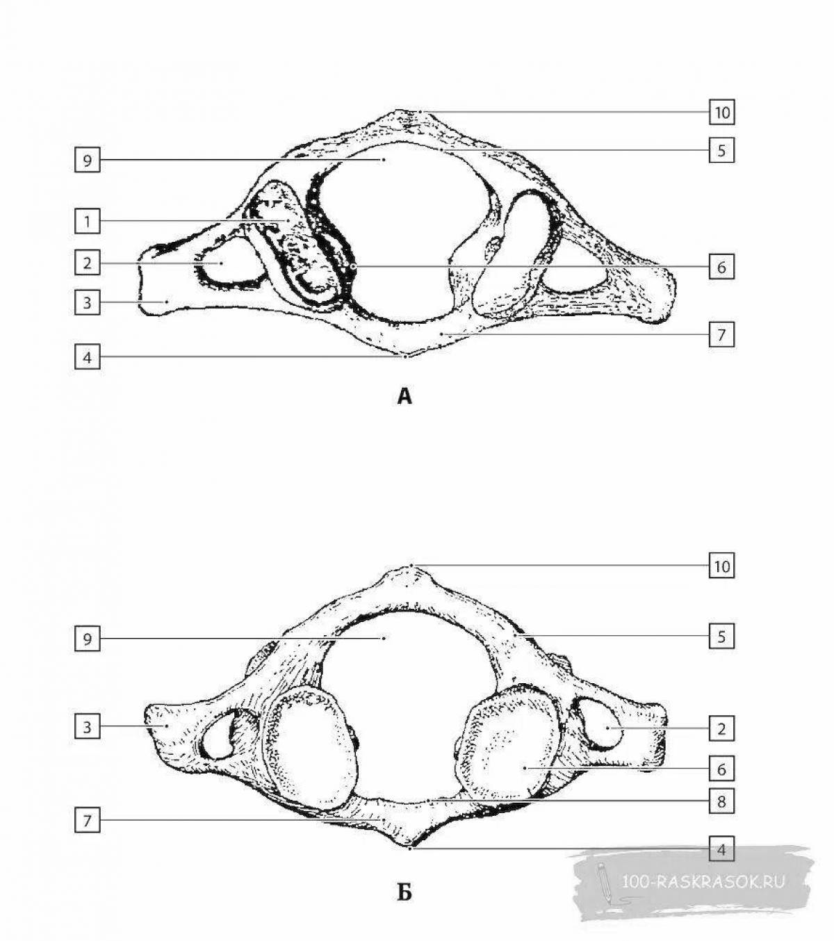 Очаровательная страница раскраски анатомического атласа