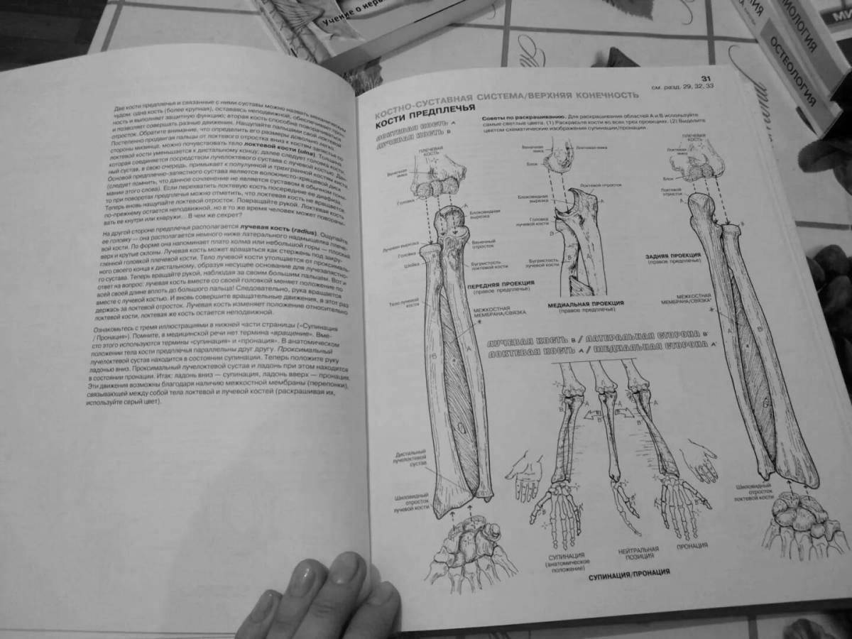 Coloring book charming anatomical atlas