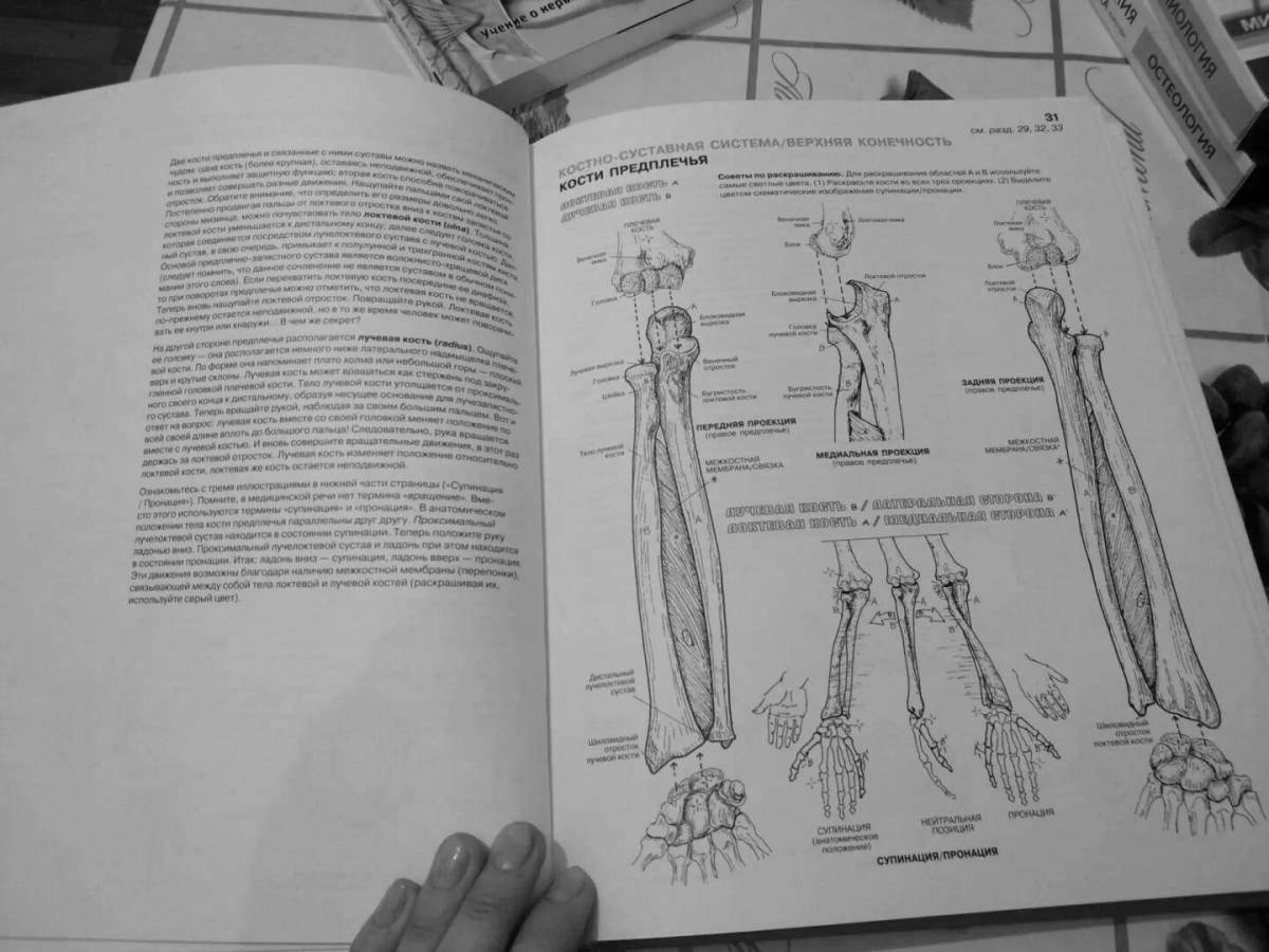 Раскраска очаровательный анатомический атлас