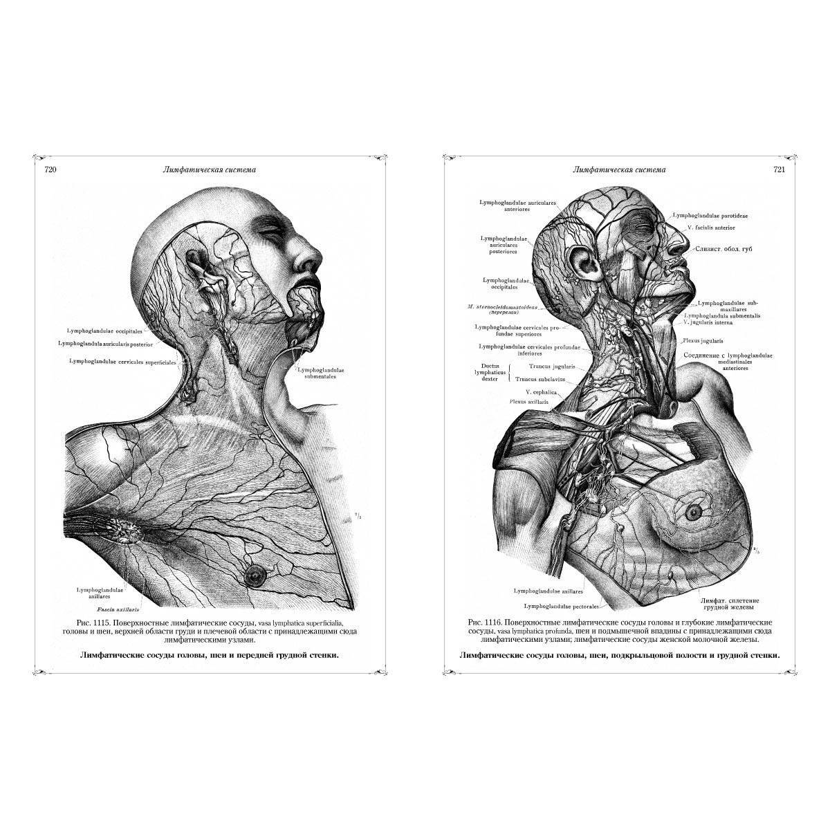 Coloring book glossy anatomical atlas