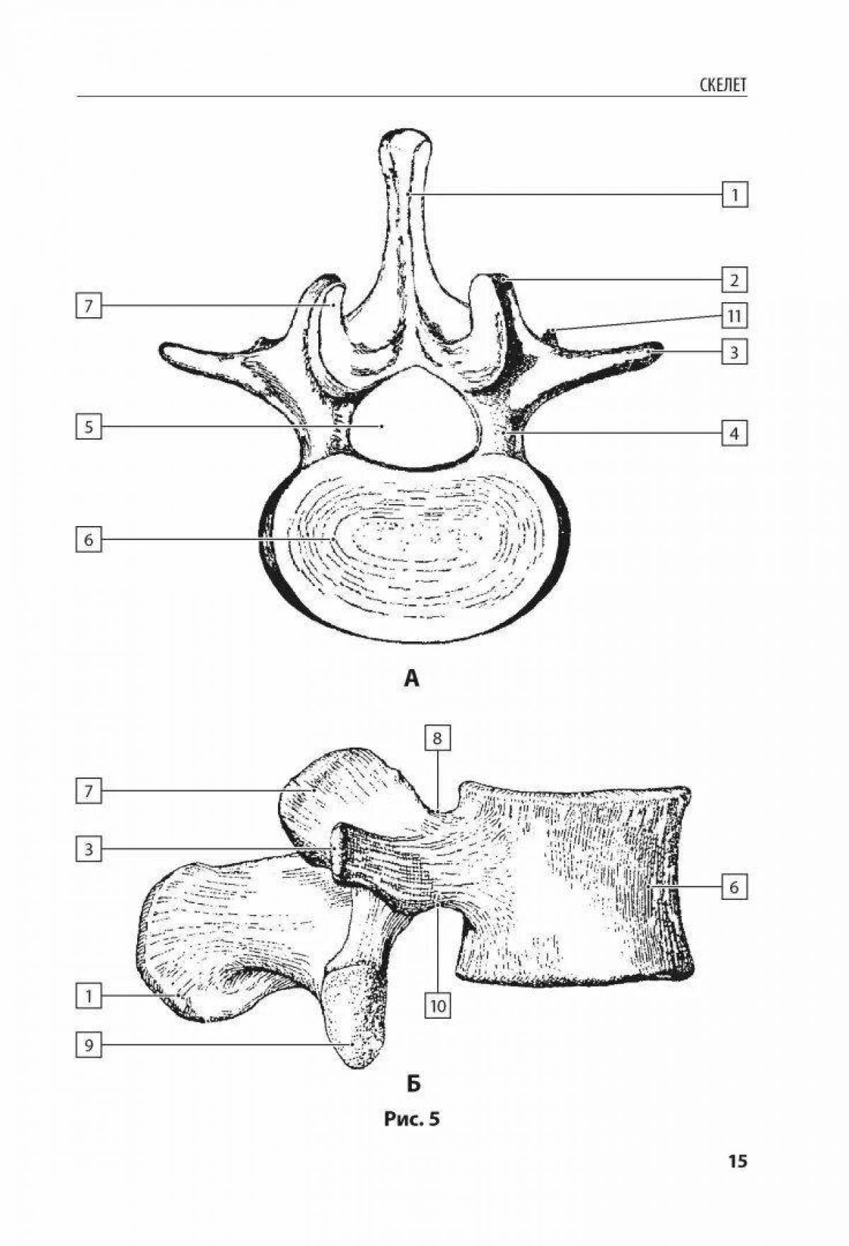 Awesome anatomy atlas coloring page