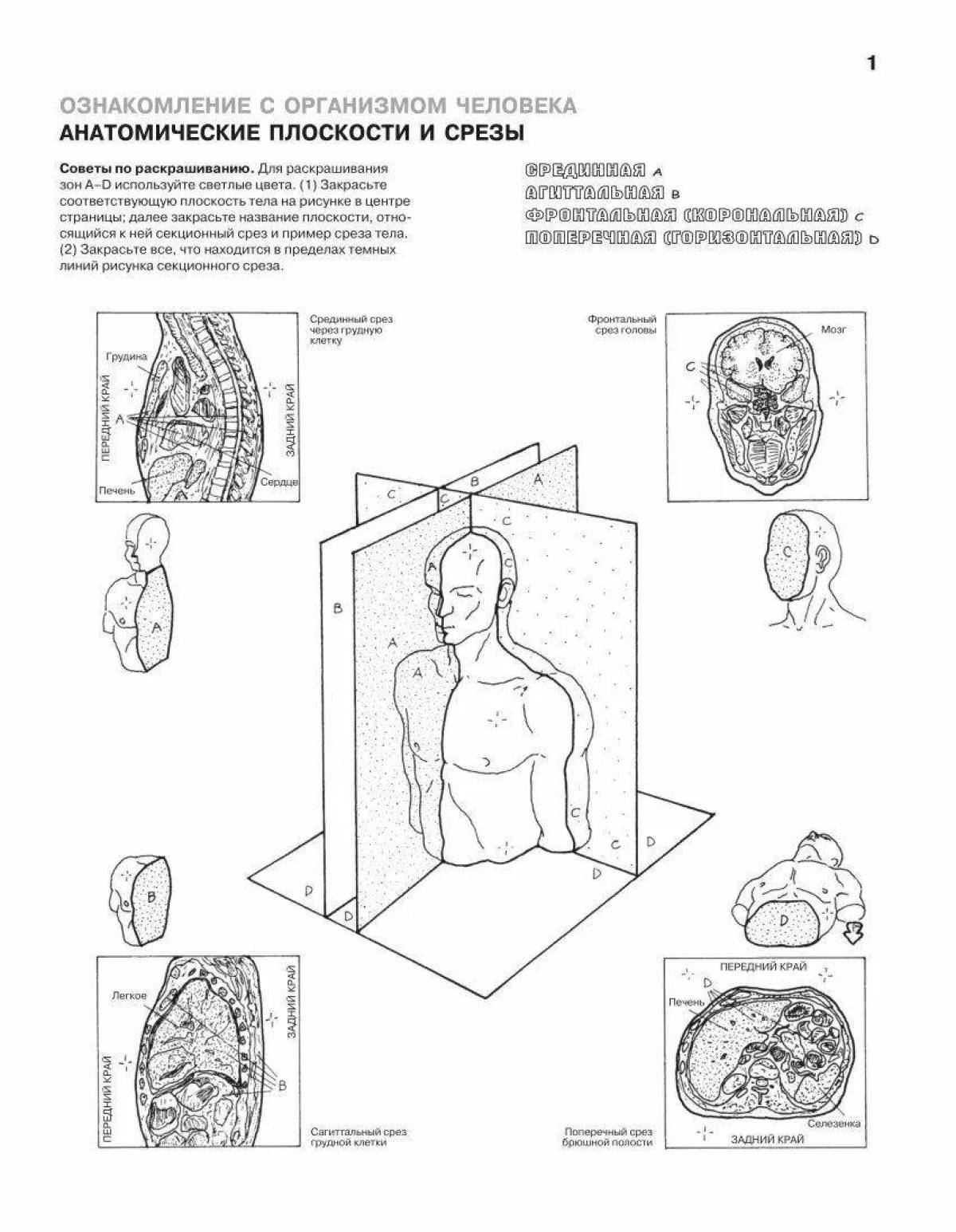 Cute anatomy atlas coloring page