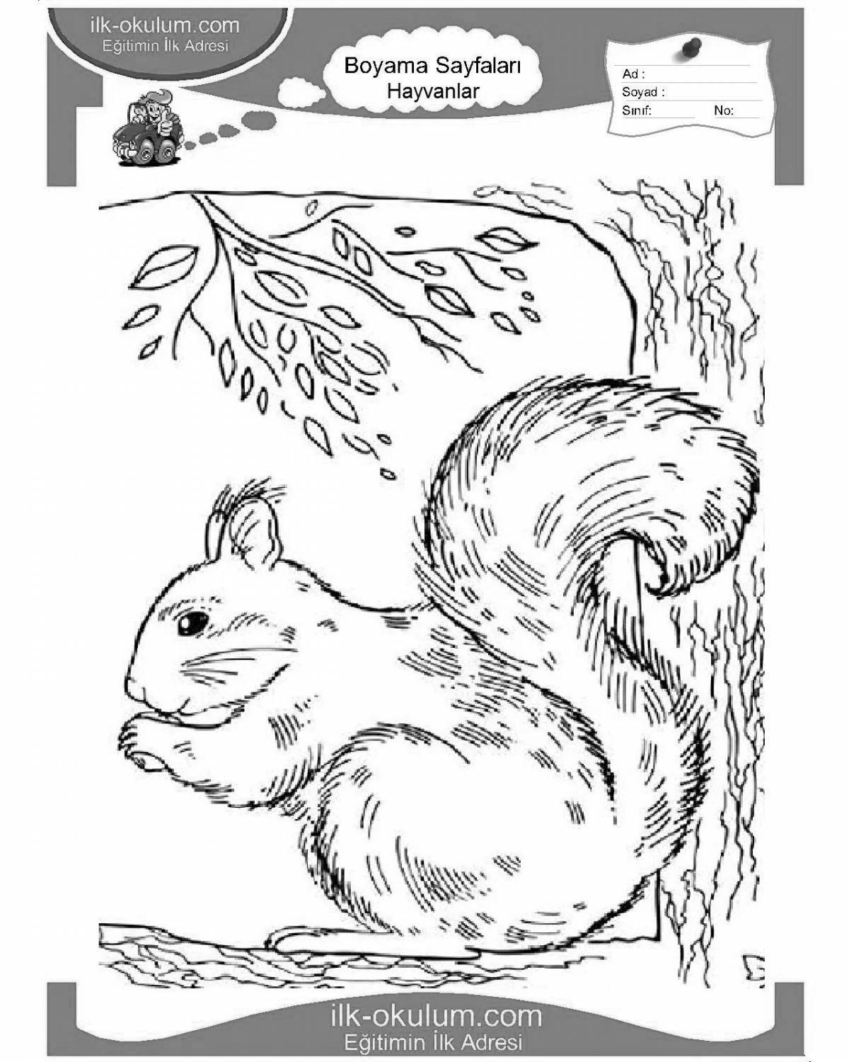 Colouring fluffy winter squirrel