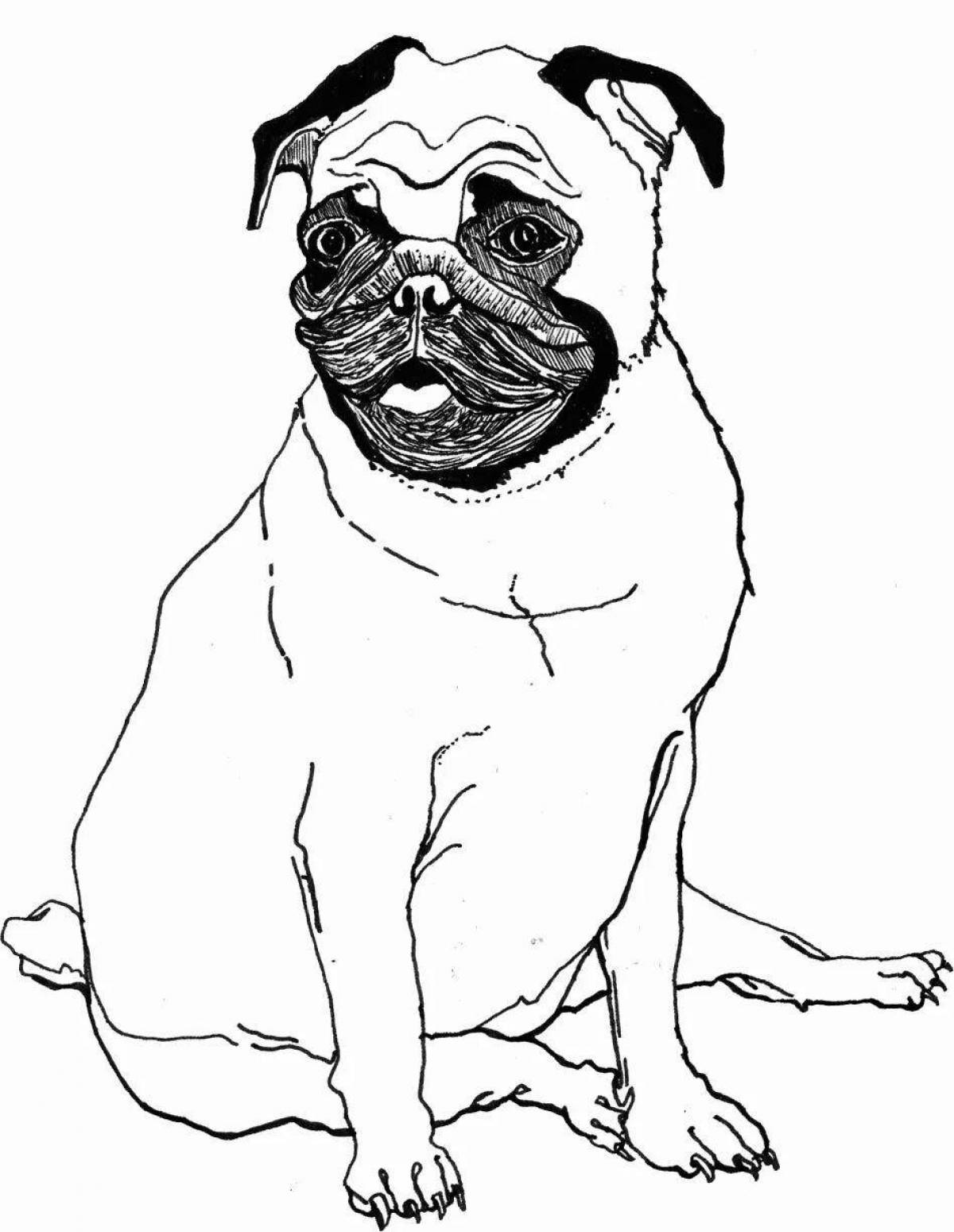 Vibrant pug coloring page