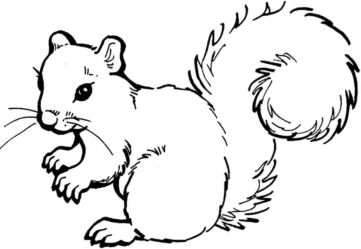 Squirrel coloring book for children 6-7 years old