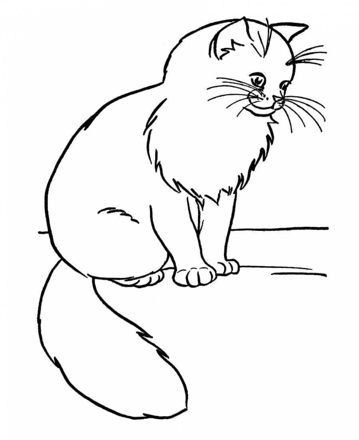 Coloring book fluffy Burmese kitten