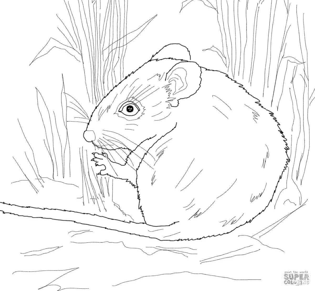 Delightful harvest mouse coloring page