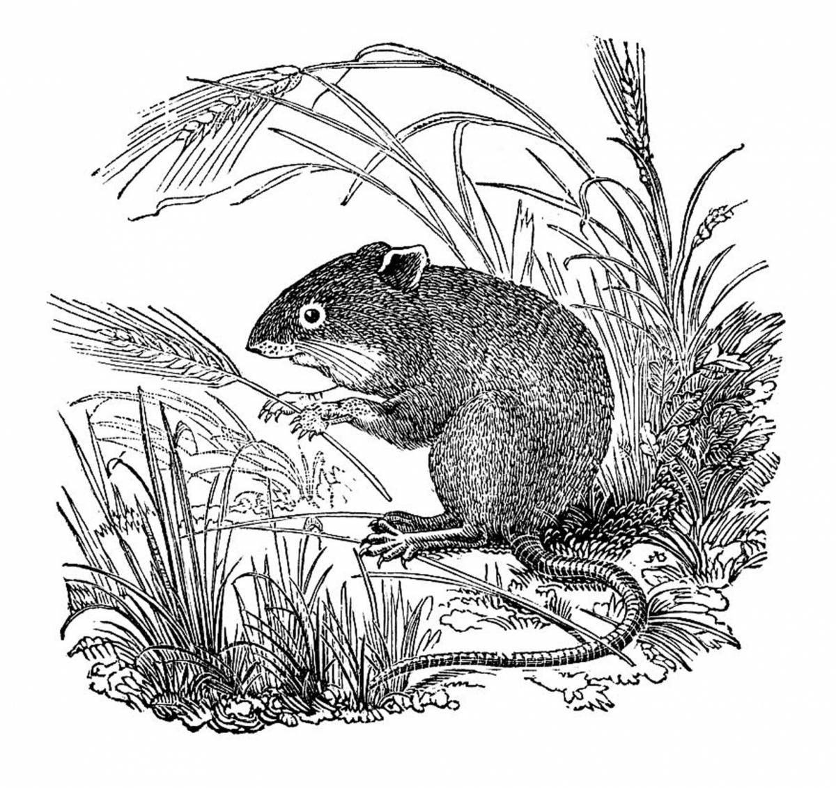 Coloring page dramatic harvest mouse