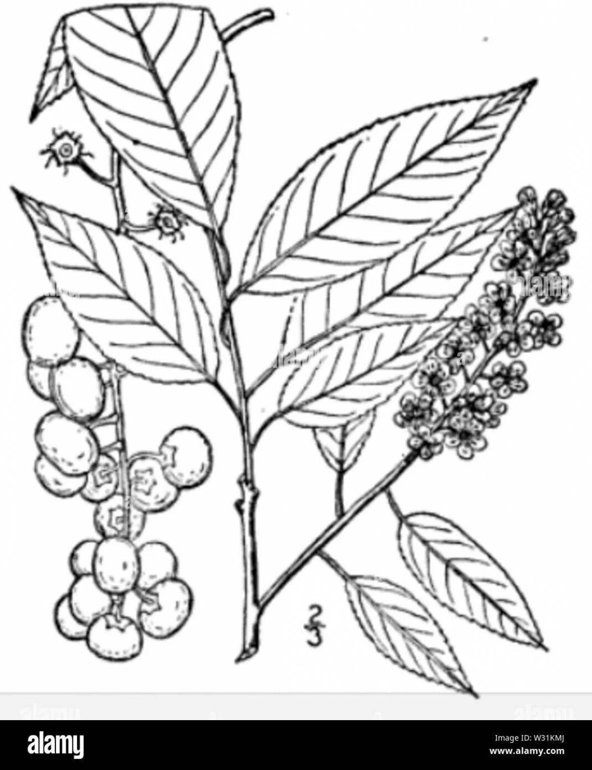 Очаровательная вишневая птица есенин раскраска