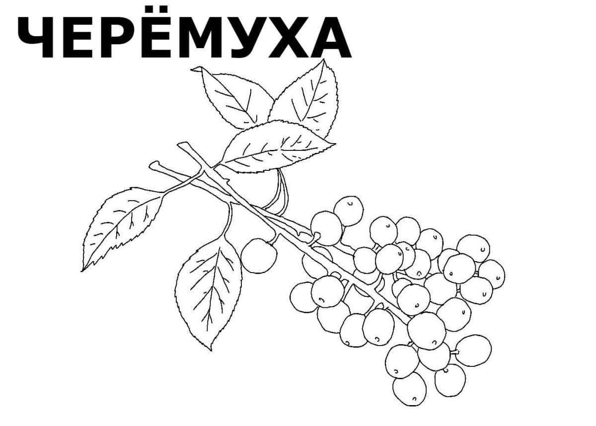 Забавная вишневая птица есенин раскраска