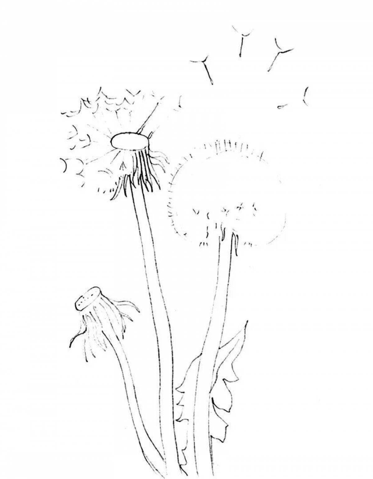 Шаблон одуванчика для рисования в младшей. Шаблон одуванчика для рисования в младшей. Цветы. Одуванчик раскраска. Шаблон одуванчика для рисования в младшей.