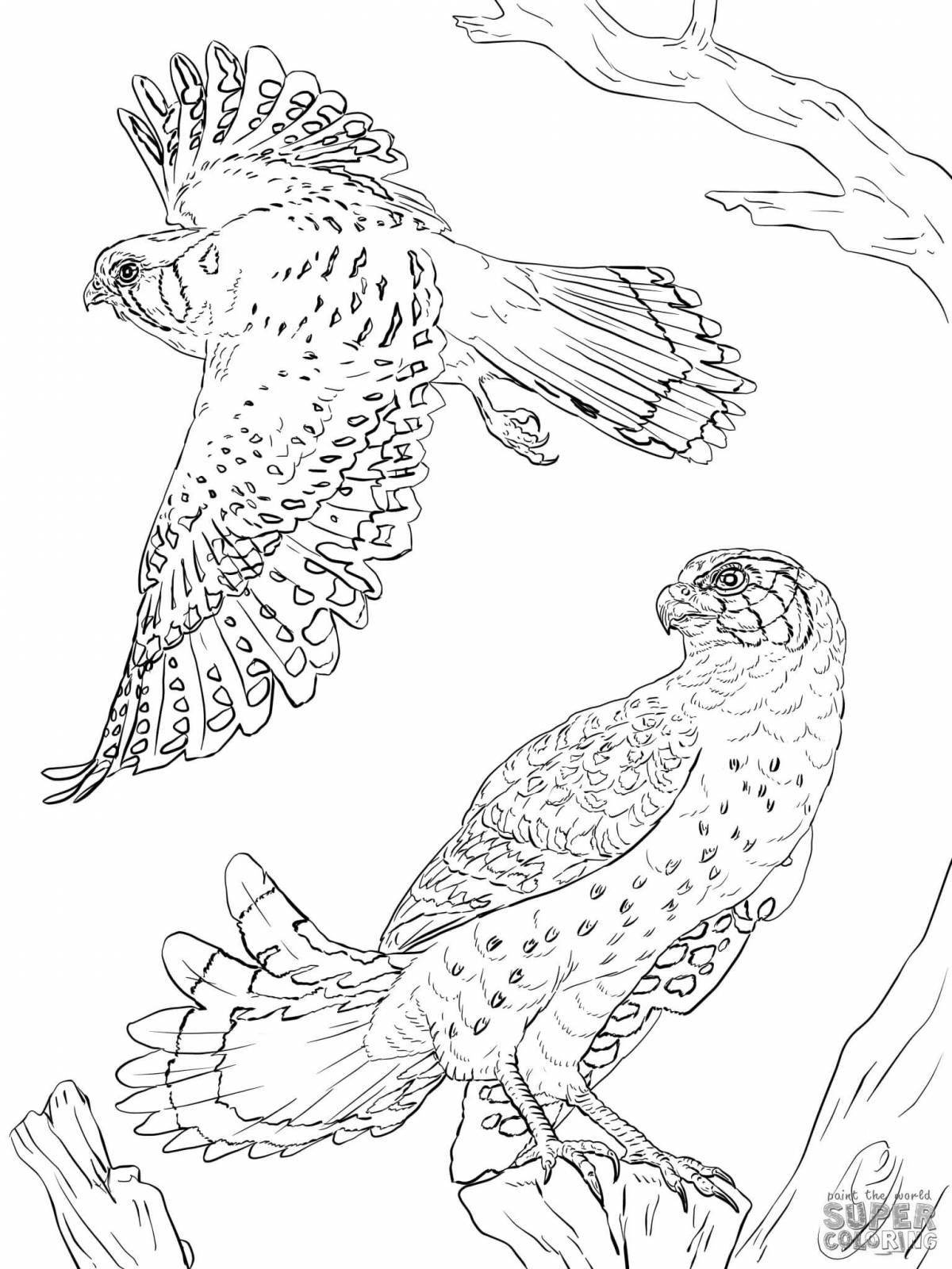 Violent coloring Finist clear falcon