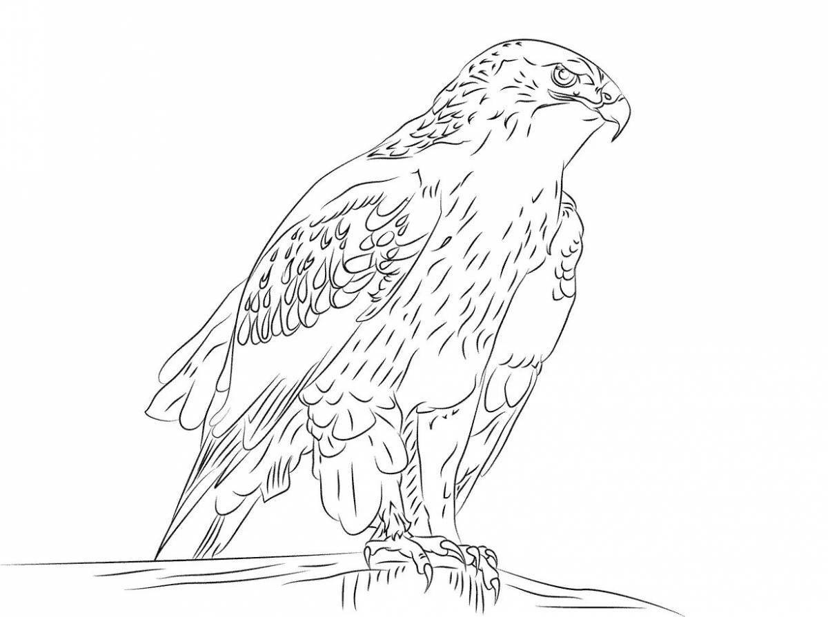 Majestically coloring finist clear falcon