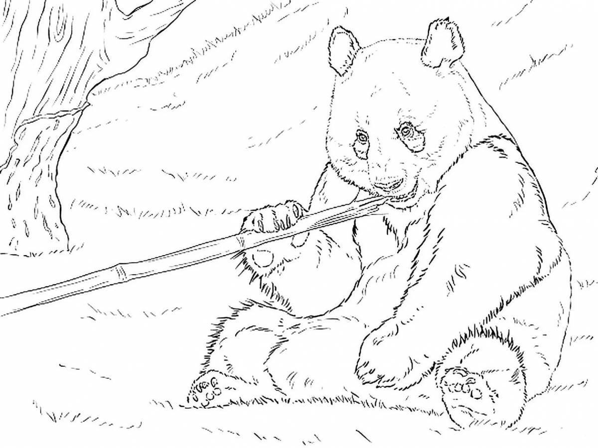 Игривая панда-раскраска с бамбуком
