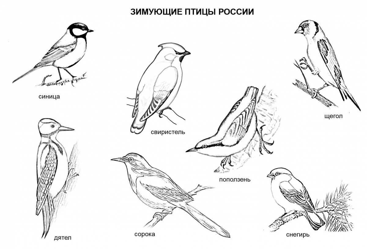 Fine winter birds coloring book