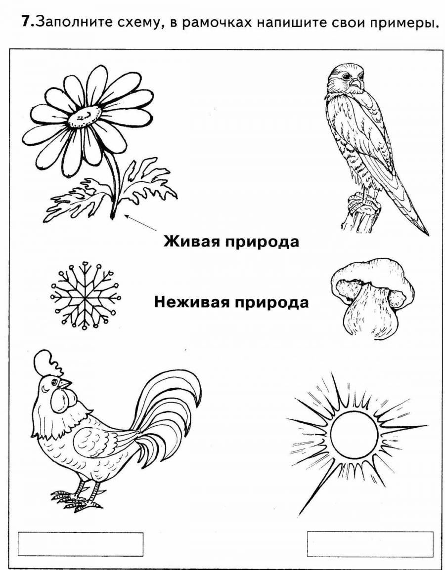 Задания в картинках по окружающему миру 3 класс