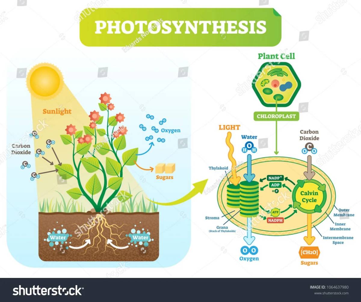 Фотосинтез клетки растений рисунок