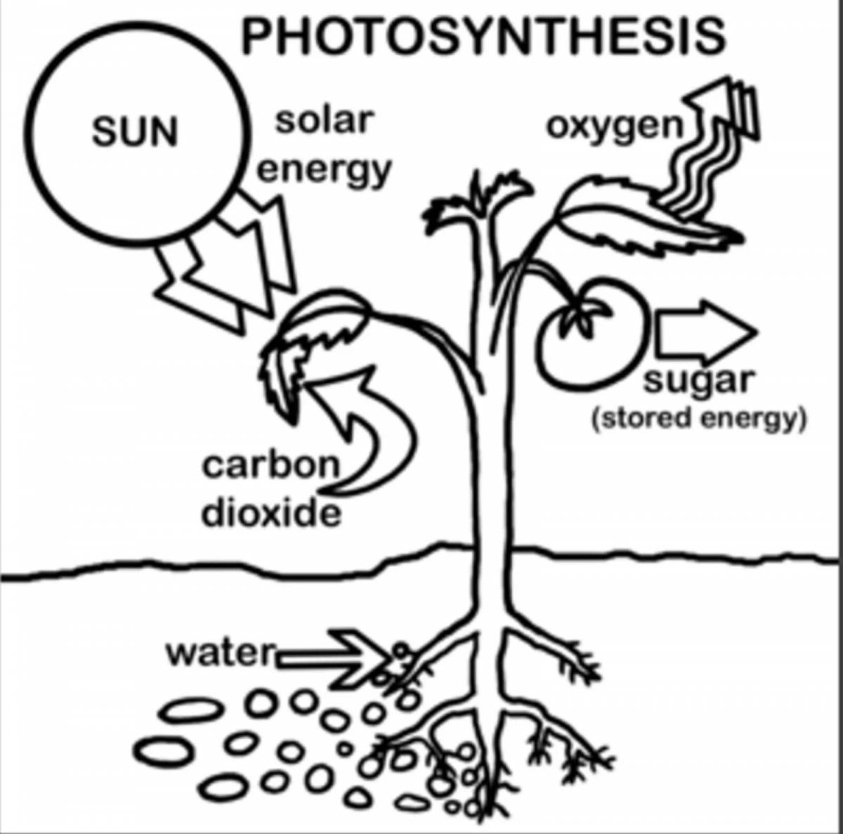 Фотосинтез раскраска для детей