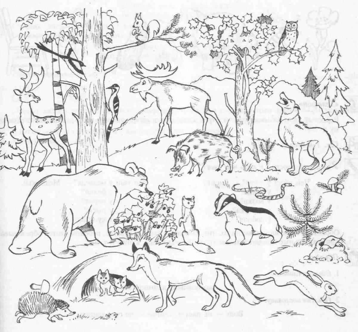 Животные в лесу. Раскраска