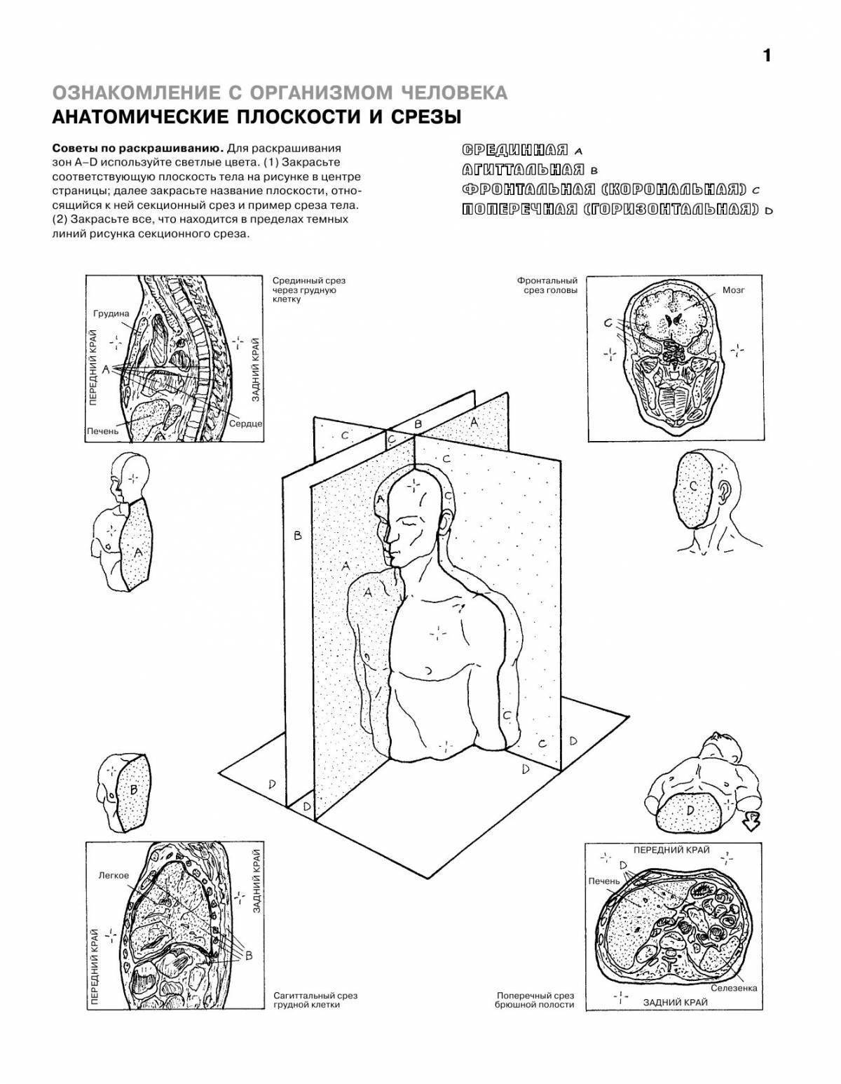 Анатомия человека: атлас-раскраска Элсон