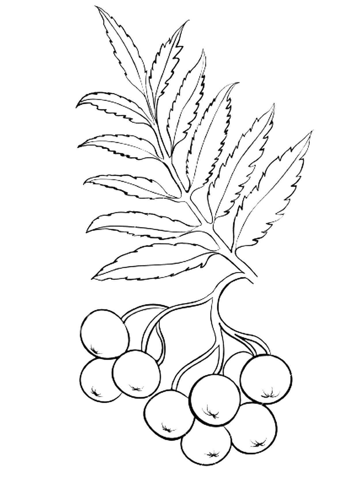Colorful rowan branch coloring book for kids