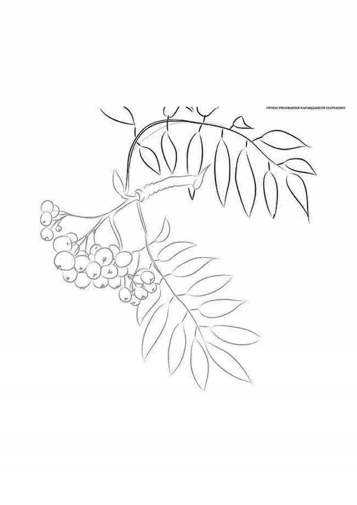 Coloring book cheerful rowan branch for children