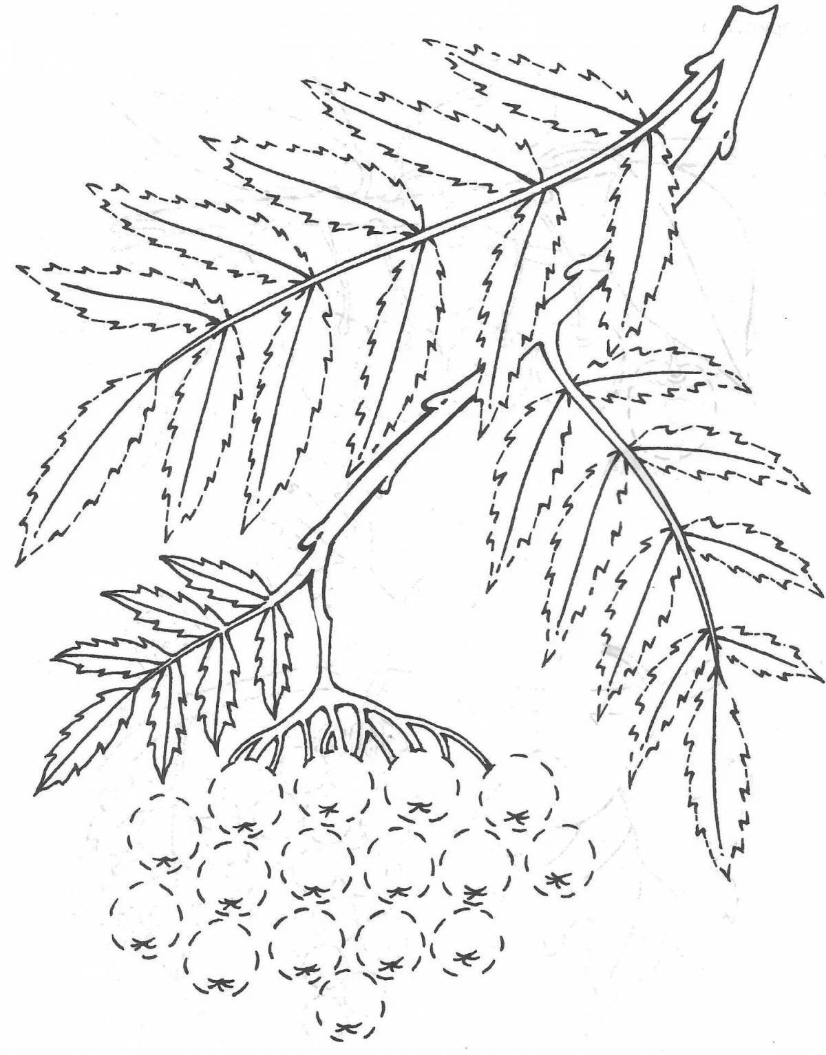 Playful rowan tree coloring page for kids