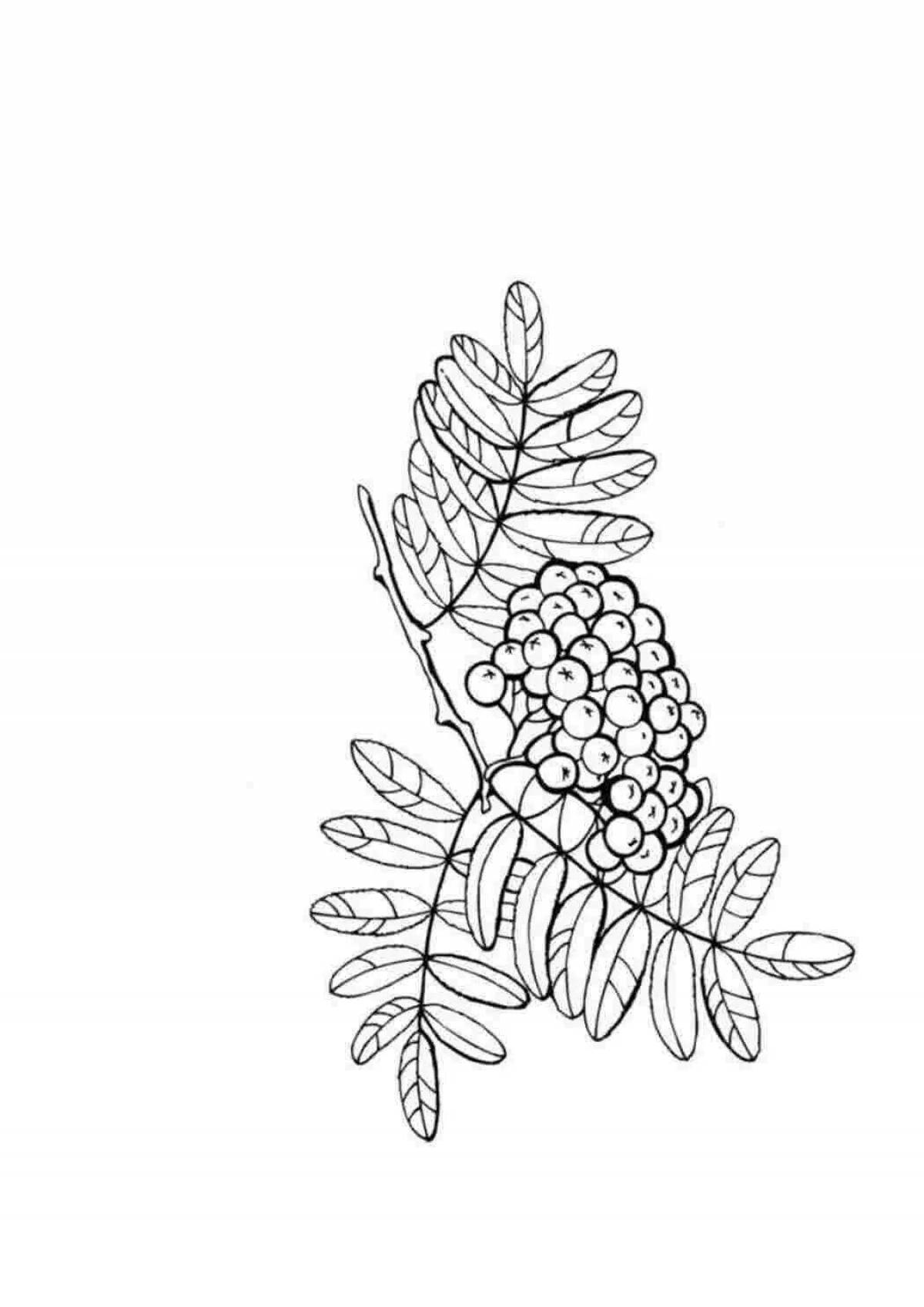 Coloring book glowing rowan branch for children