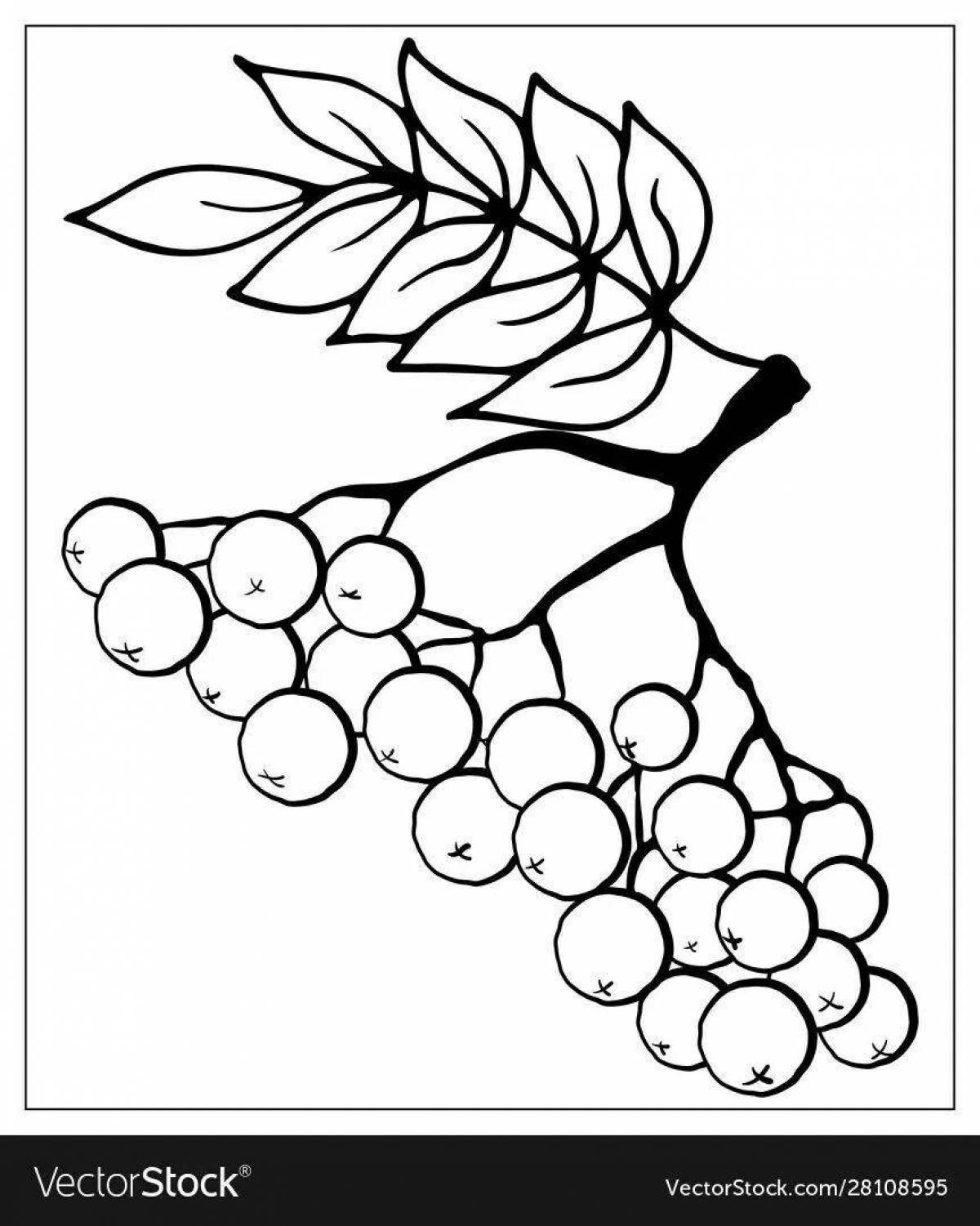 Amazing rowan branch coloring for kids
