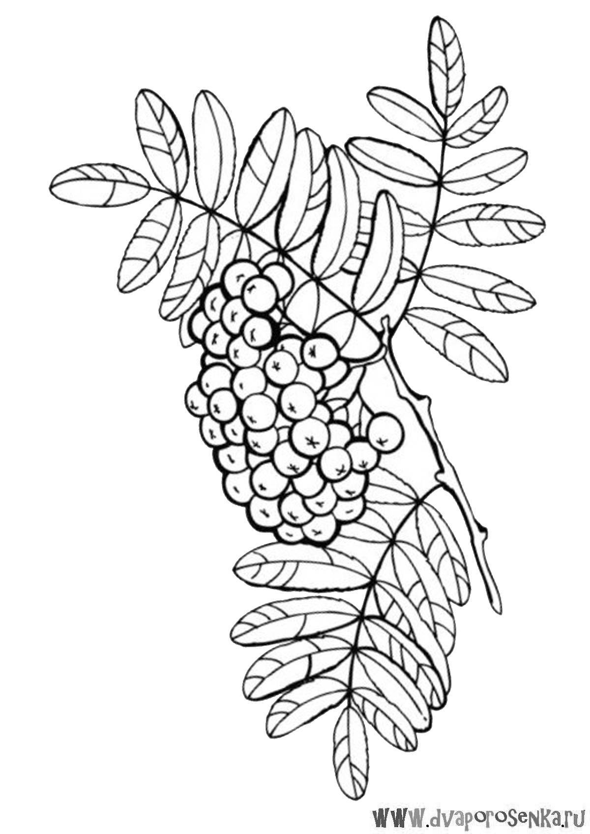 Coloring book playful rowan branch for children