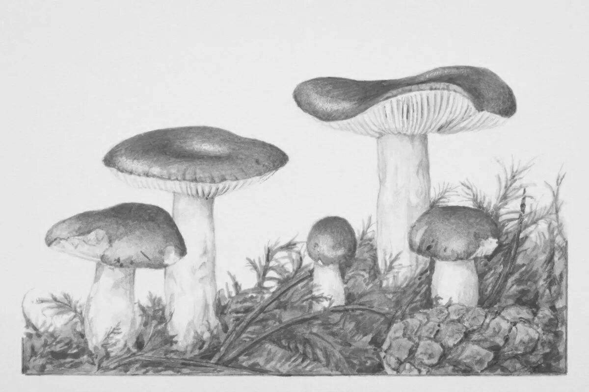 Coloring page magic russula