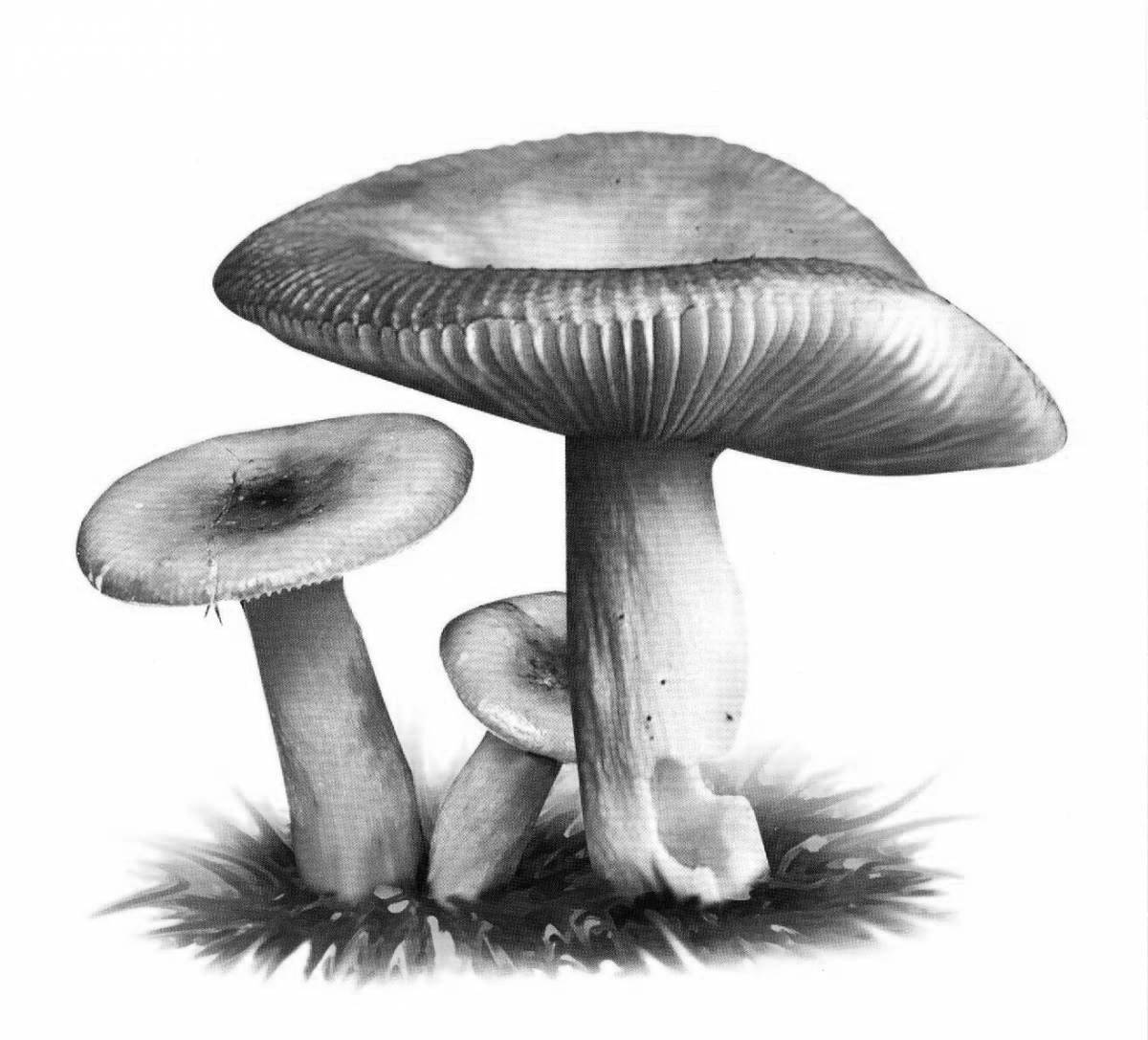 Coloring page amazing russula