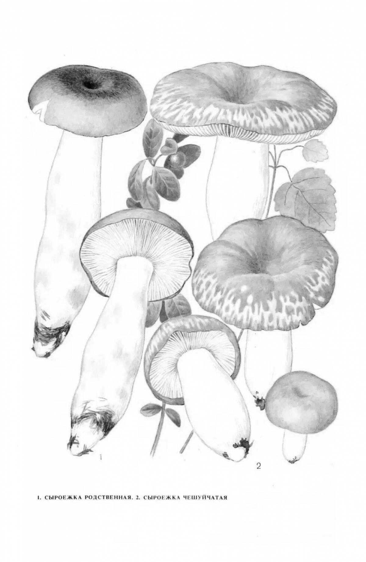 Coloring page fat russula