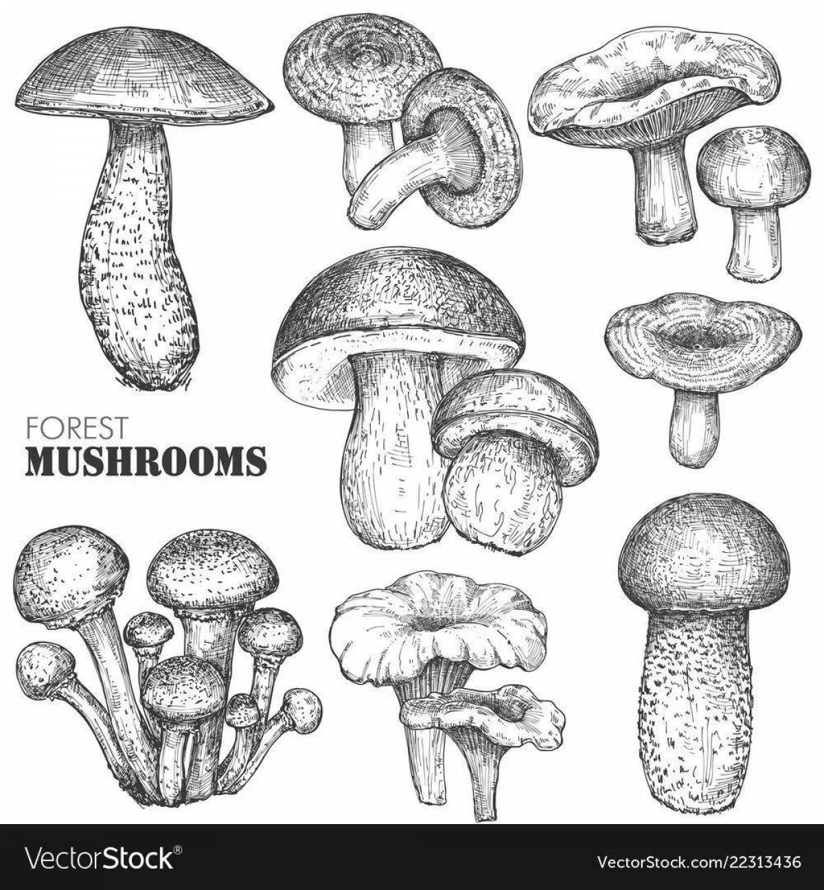 Coloring page sweet russula