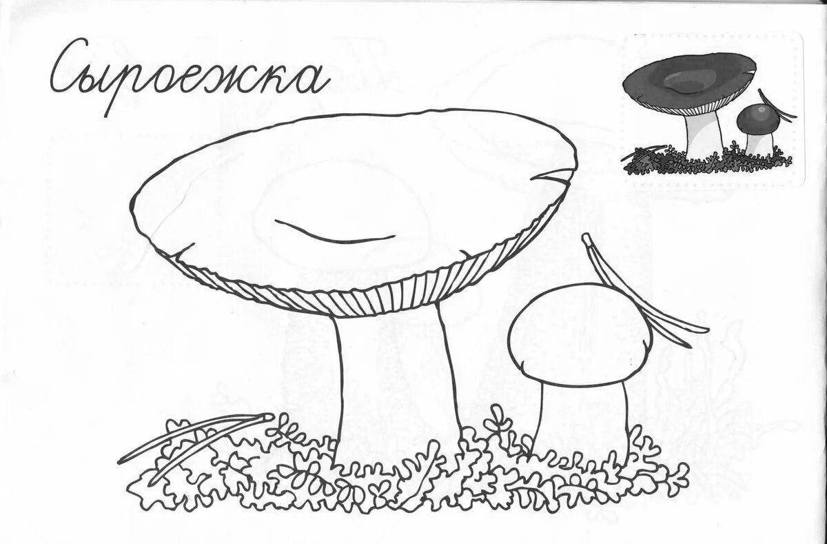 Coloring page funny russula