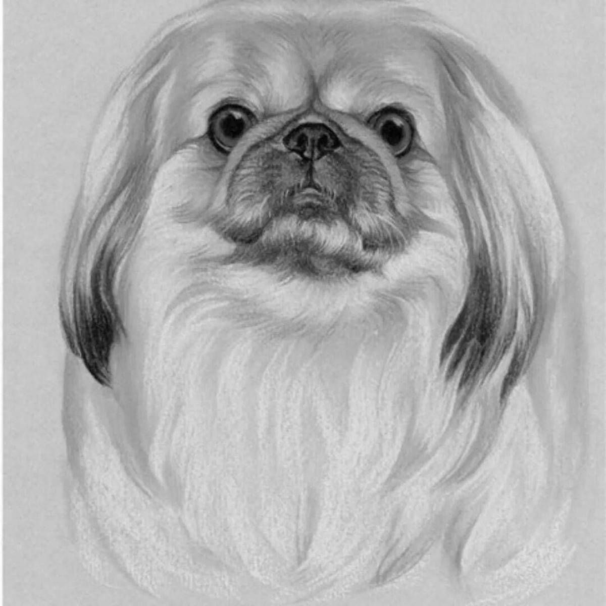 Adorable Pekingese coloring page
