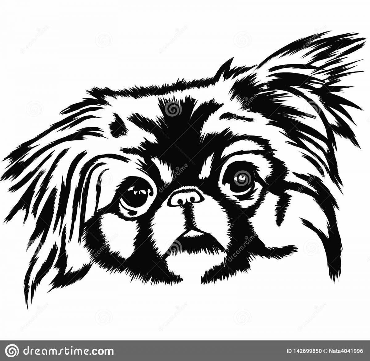 Coloring live Pekingese