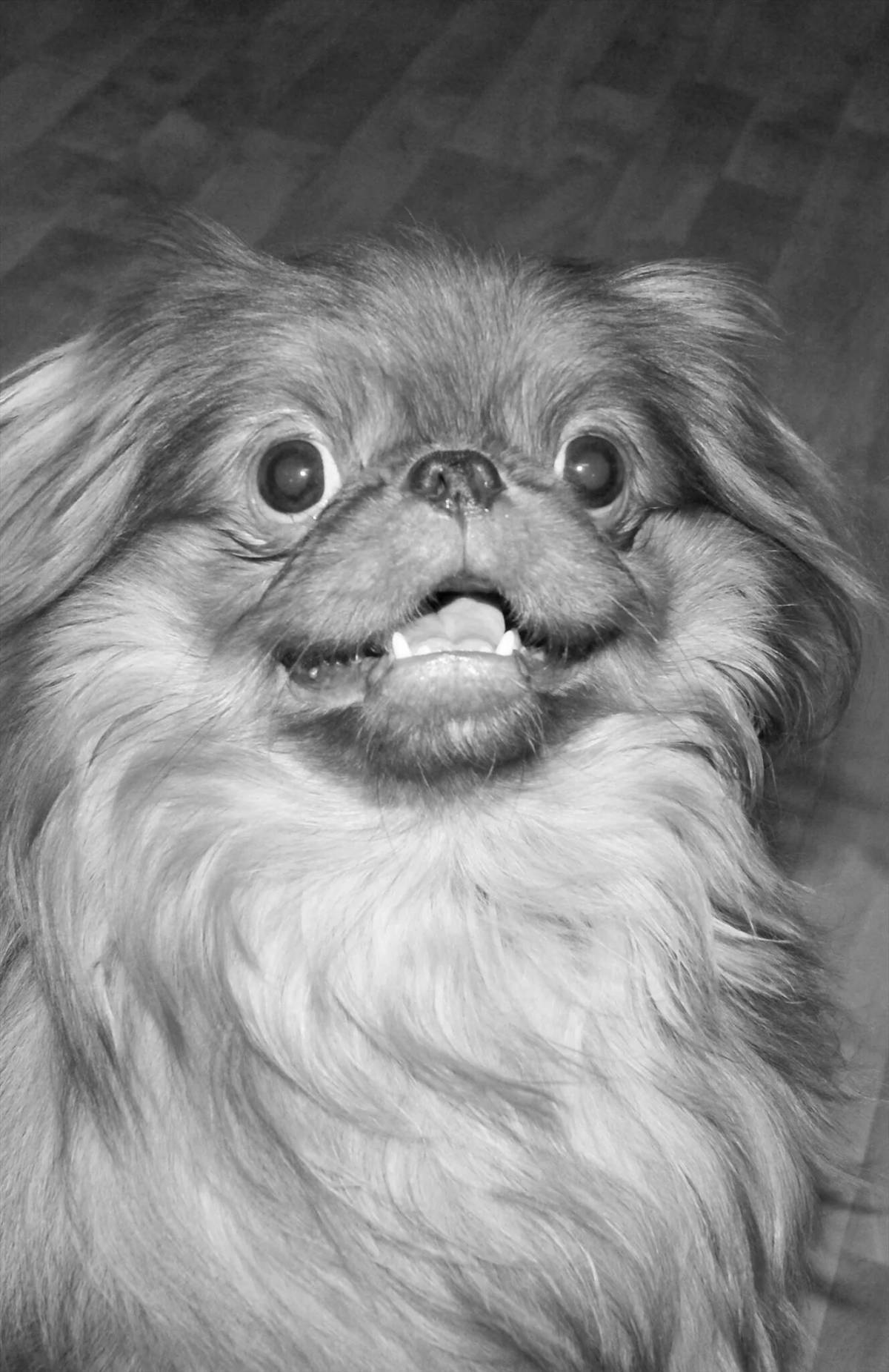 Exquisite Pekingese coloring