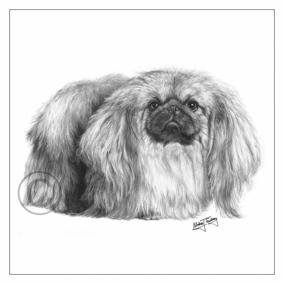 Pekingese plush coloring page