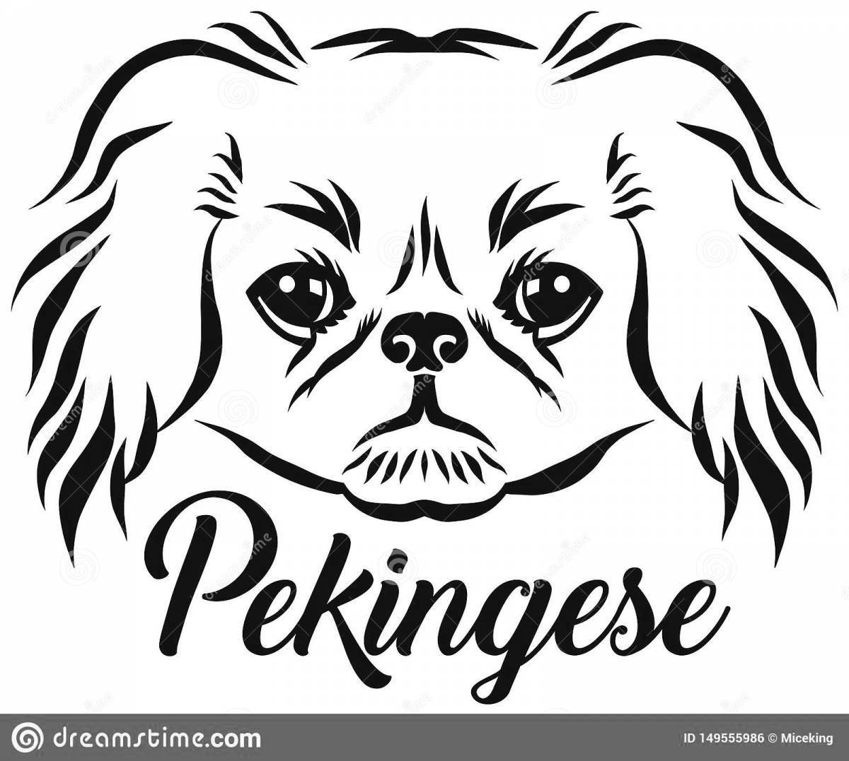 Pekingese#1