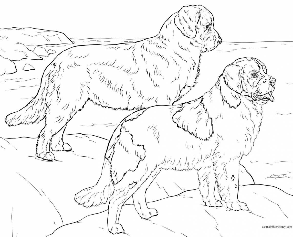 Photo Coloring book playful Saint Bernard