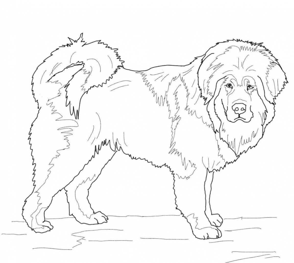 Photo Sweet Saint Bernard coloring page