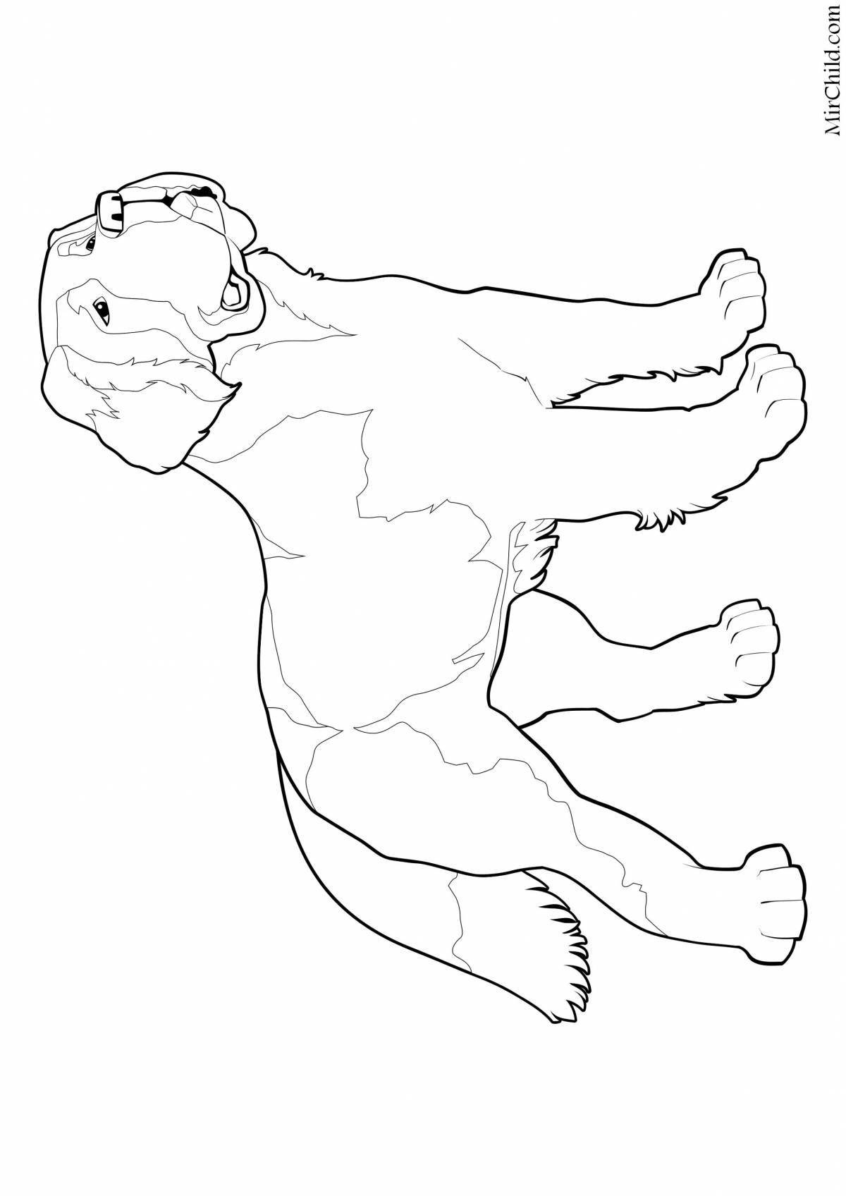 Fluffy Saint Bernard coloring page