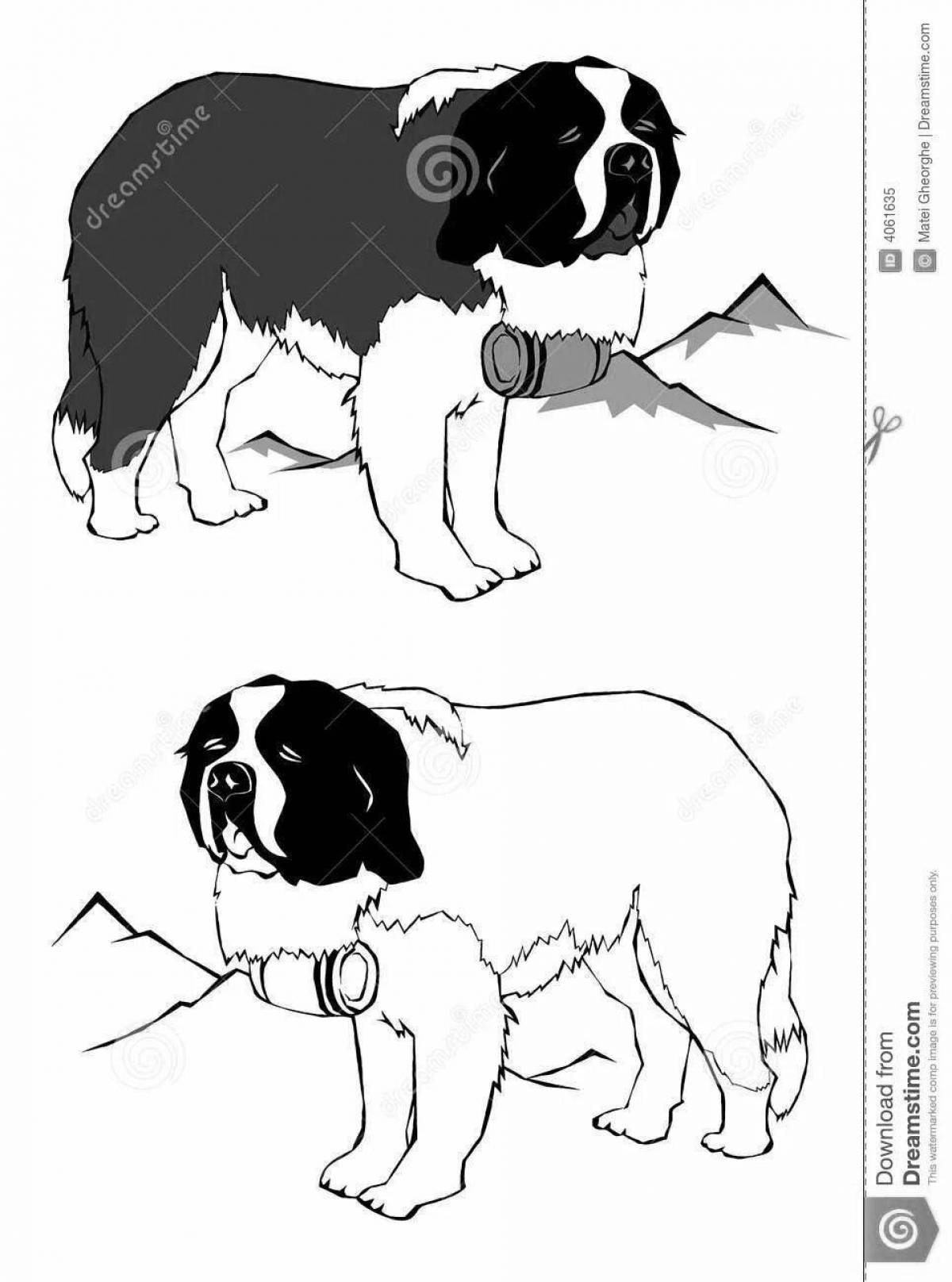 Colouring St. Bernard calm