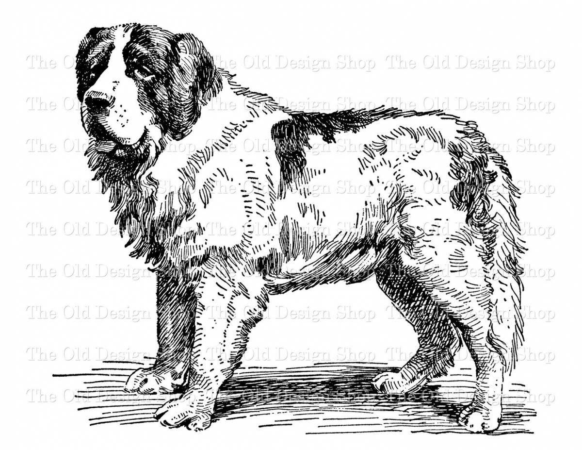 Naughty Saint Bernard coloring page