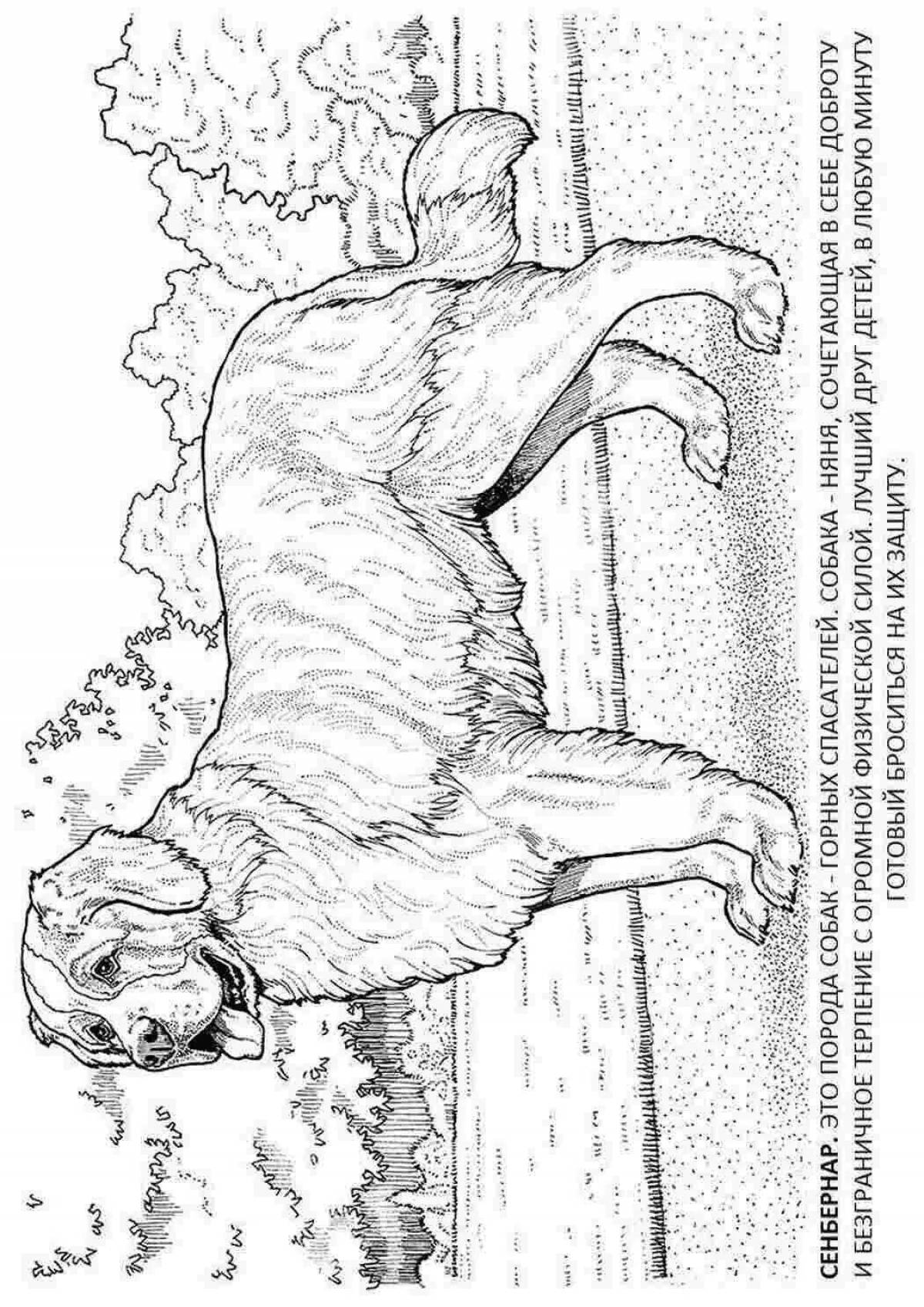 Photo Colorful Bernard coloring book